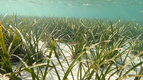 Pradera densa de posidonia oceanica sobre fondo de arena con peces entre las hojas y reflejos de luz en el agua