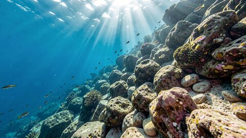 Pendiente rocosa sumergida en el Mediterraneo con luz solar entrando desde la superficie y peces pequenos sobre la roca