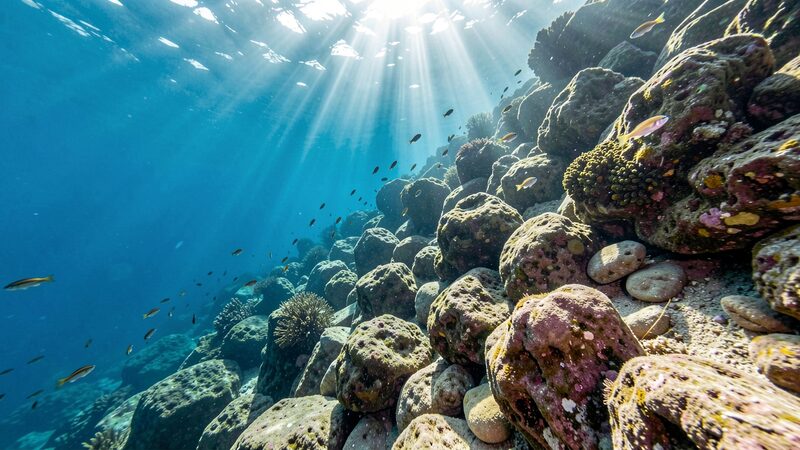 Pendiente rocosa sumergida en el Mediterraneo con luz solar entrando desde la superficie y peces pequenos sobre la roca