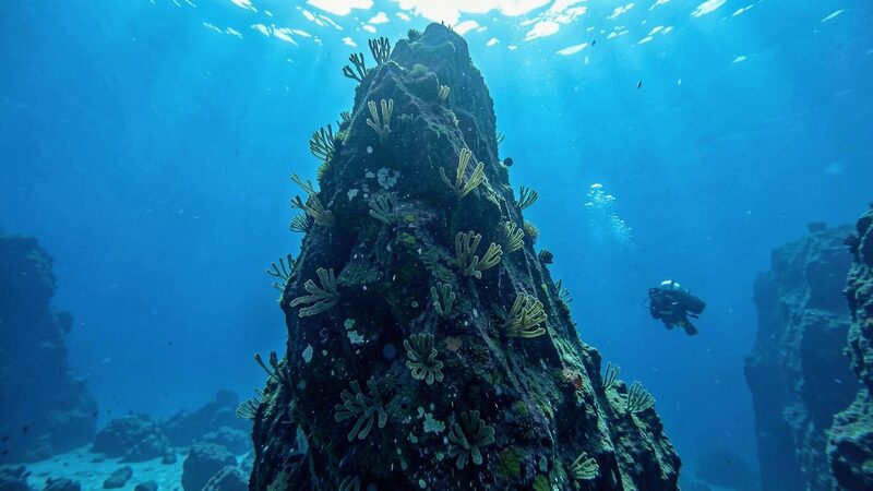 Gran pinaculo rocoso sumergido que sube hacia la superficie en agua azul clara con gorgonias en la cara sombreada
